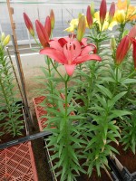 [5099 Pasoloni VWS No02.JPG]